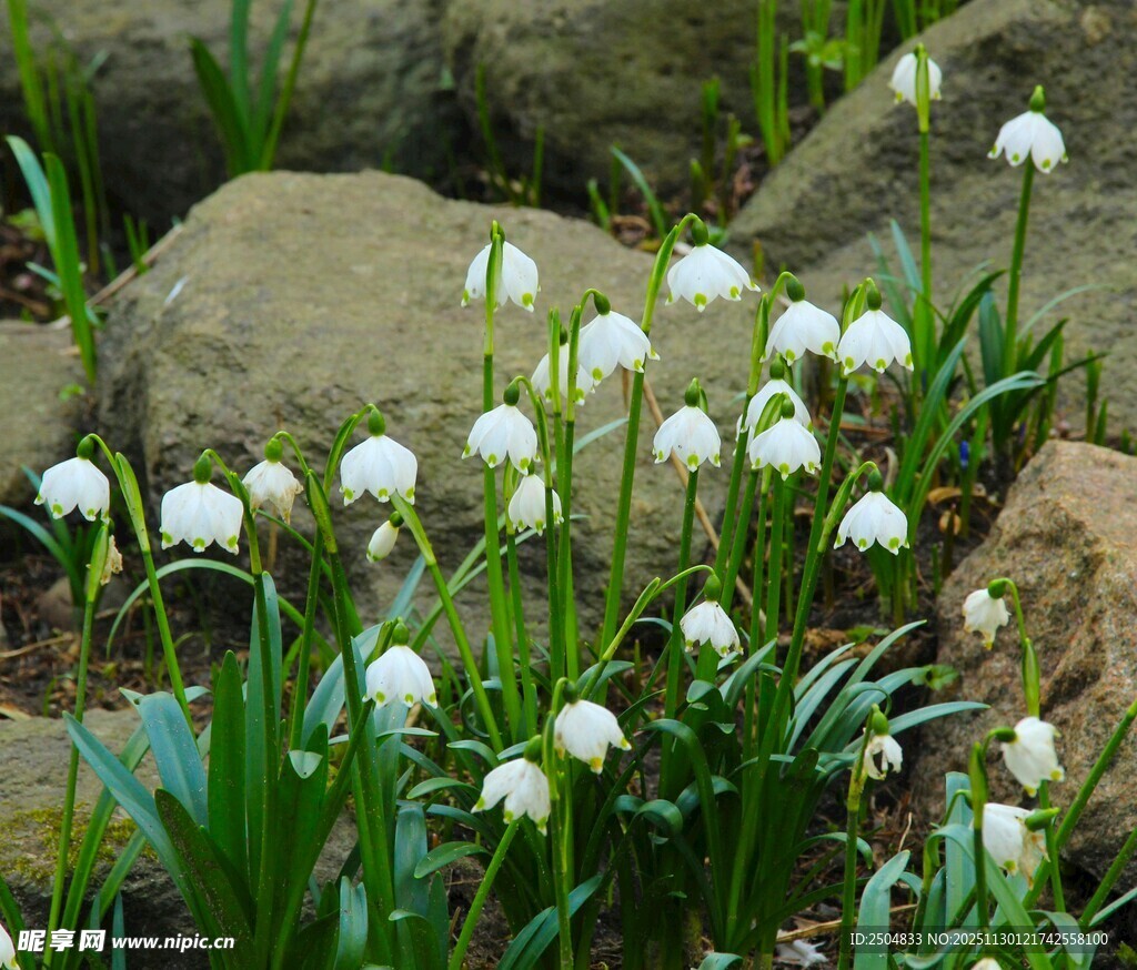 岩石旁绽放的白色铃兰花