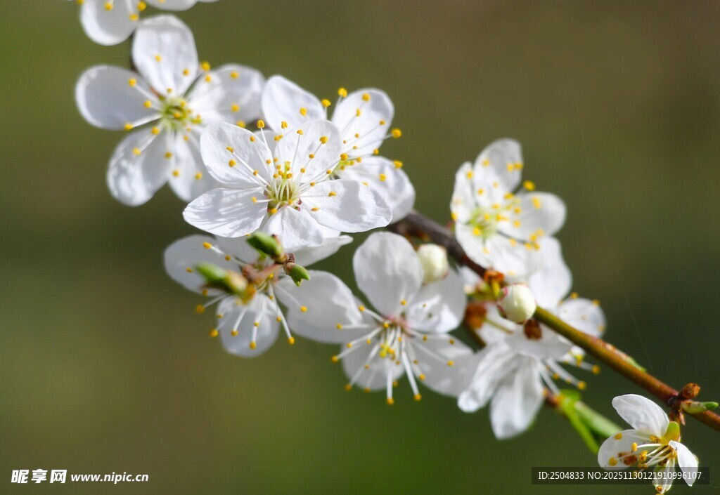 枝头绽放的洁白花朵