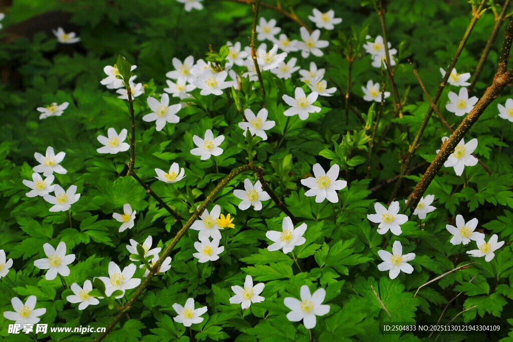 林间绽放的白色小花