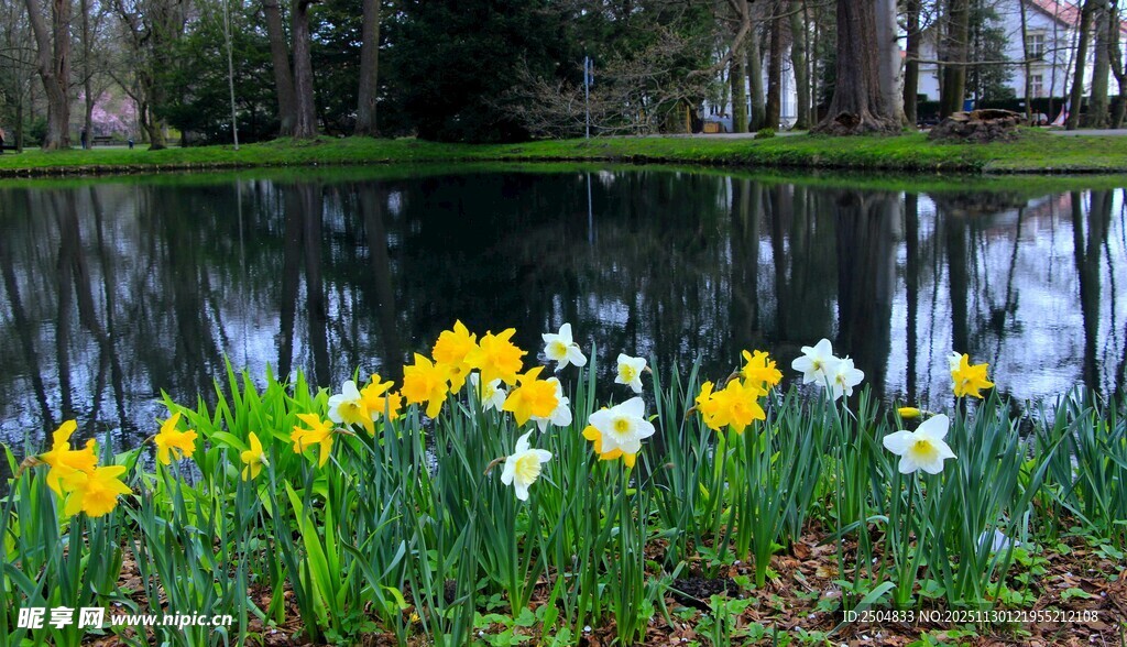 湖畔水仙绽放的美丽景致