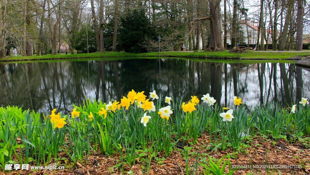 湖畔绽放的多彩郁金香