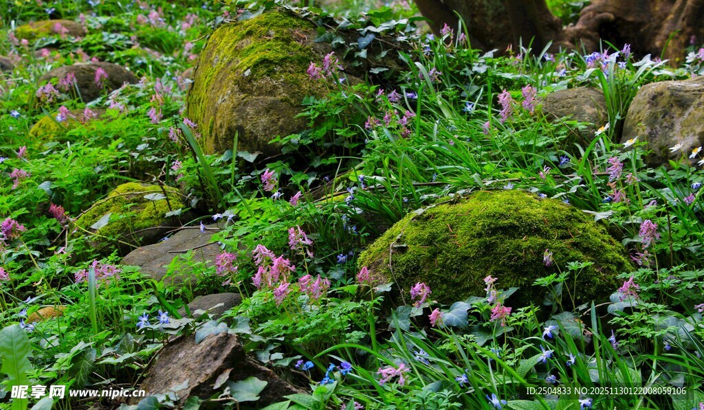 青苔覆盖的岩石与绿植