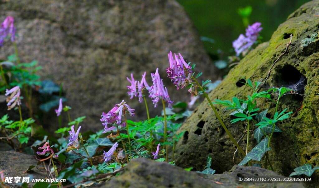 岩石旁绽放的紫色小花