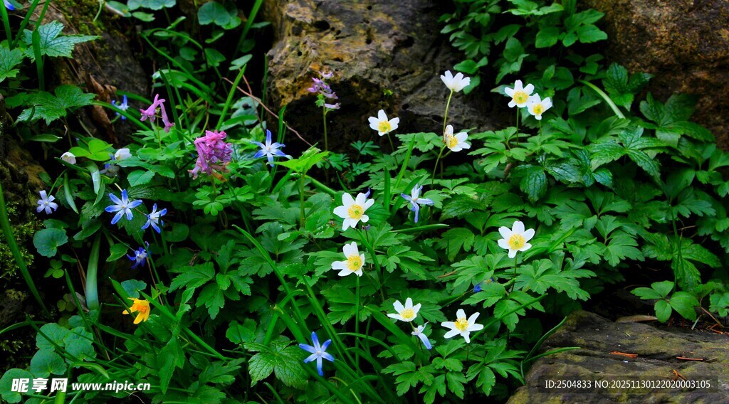 石缝间绽放的多彩野花