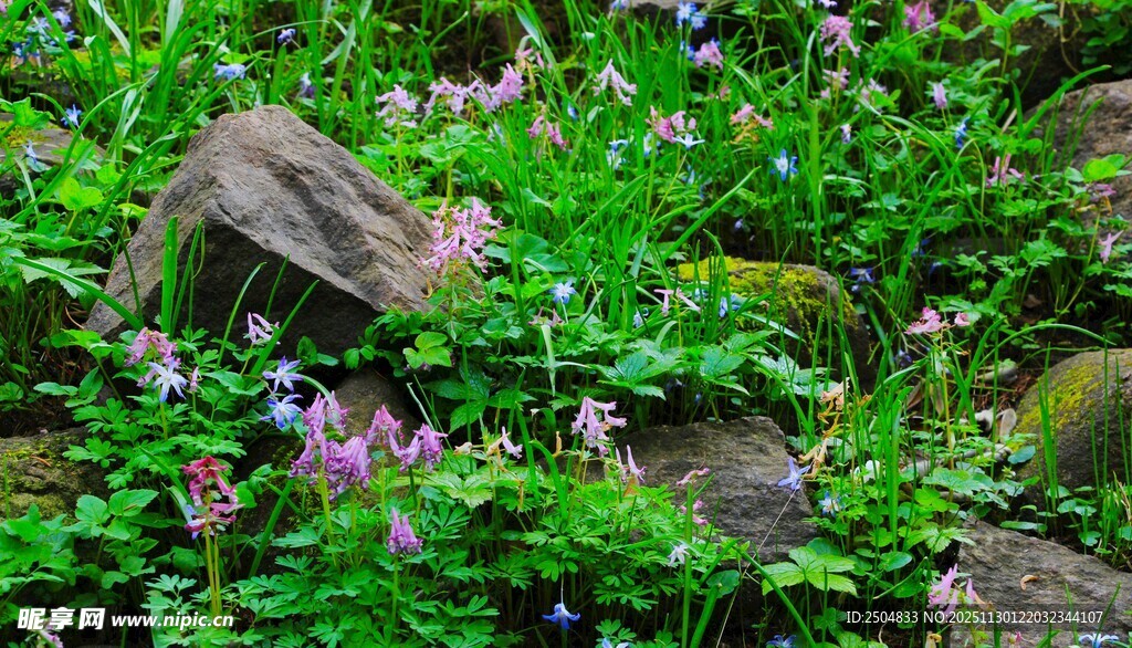 岩石间的繁茂花草