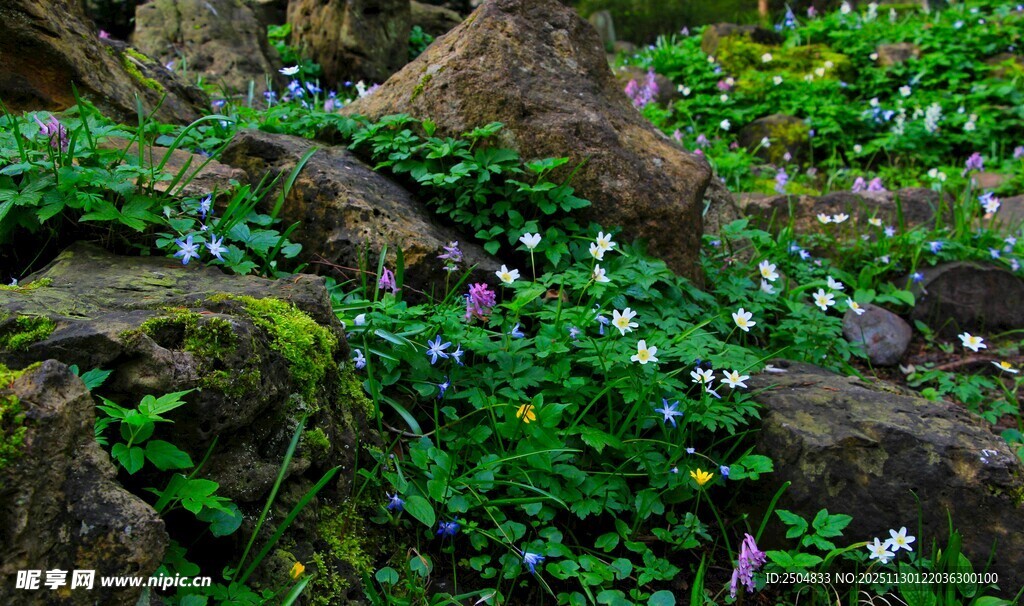 岩石间绽放的清新野花
