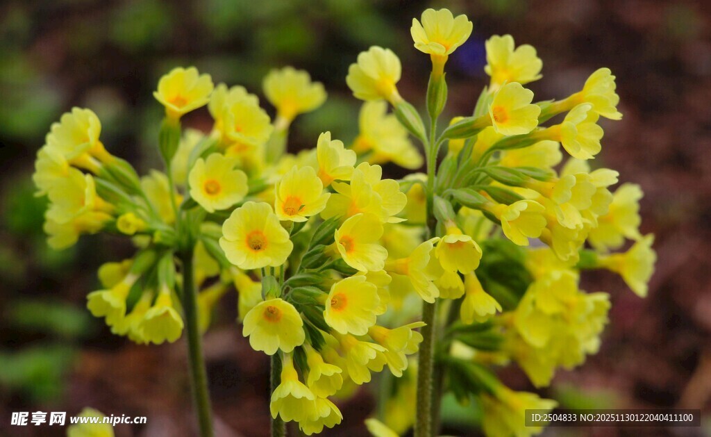 黄色报春花绽放