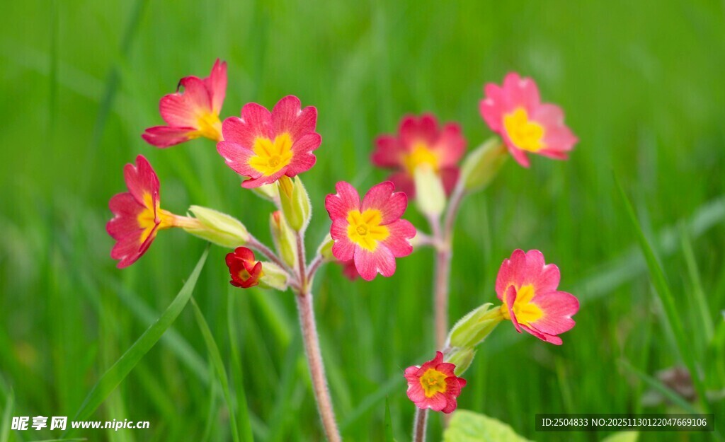 草丛中的娇艳报春花