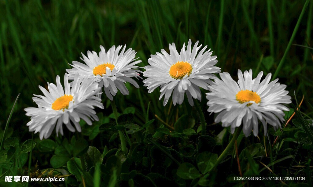 草地上的白色雏菊