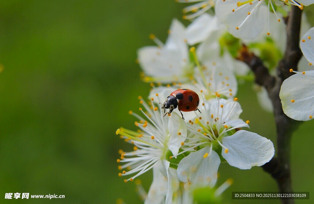 瓢虫栖于洁白花朵上