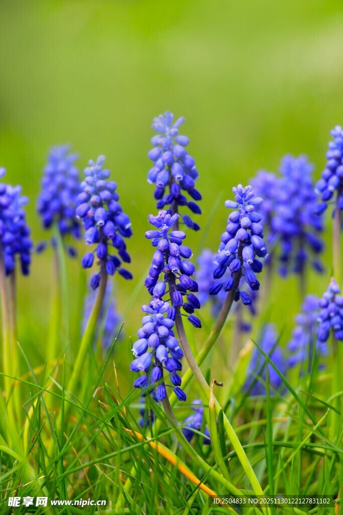 蓝紫色葡萄风信子绽放