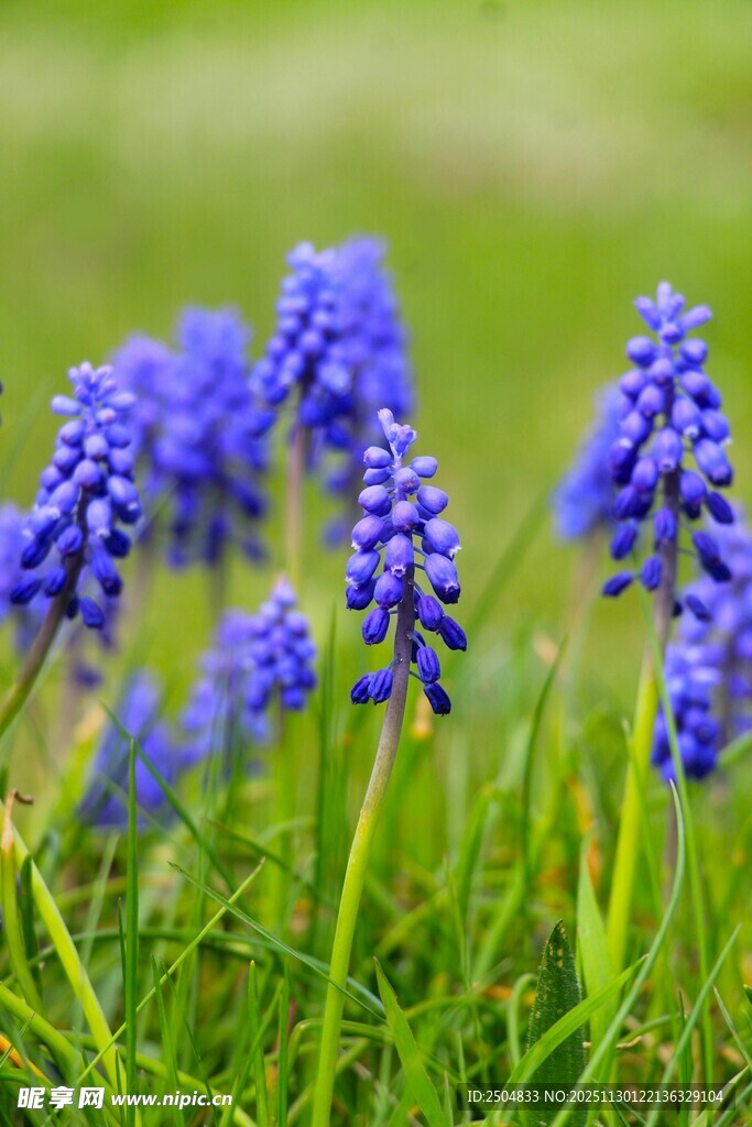 蓝风信子绽放于翠绿草地