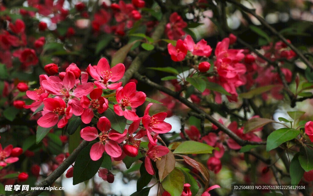 娇艳红花朵朵绽放枝头