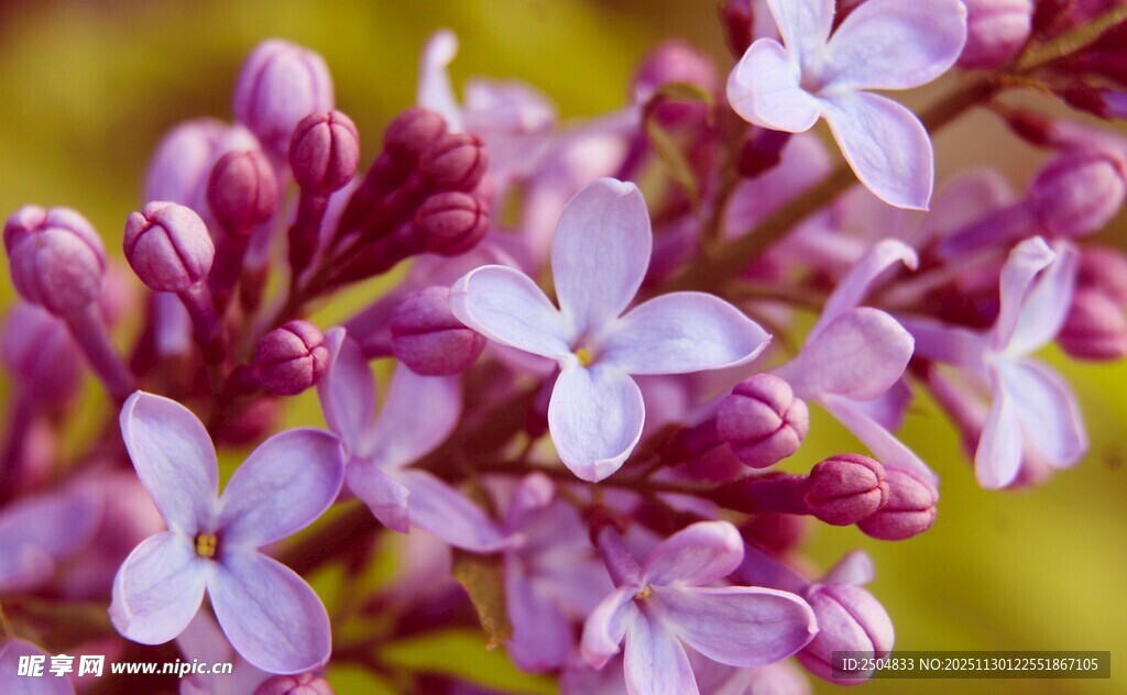 紫丁香花朵特写