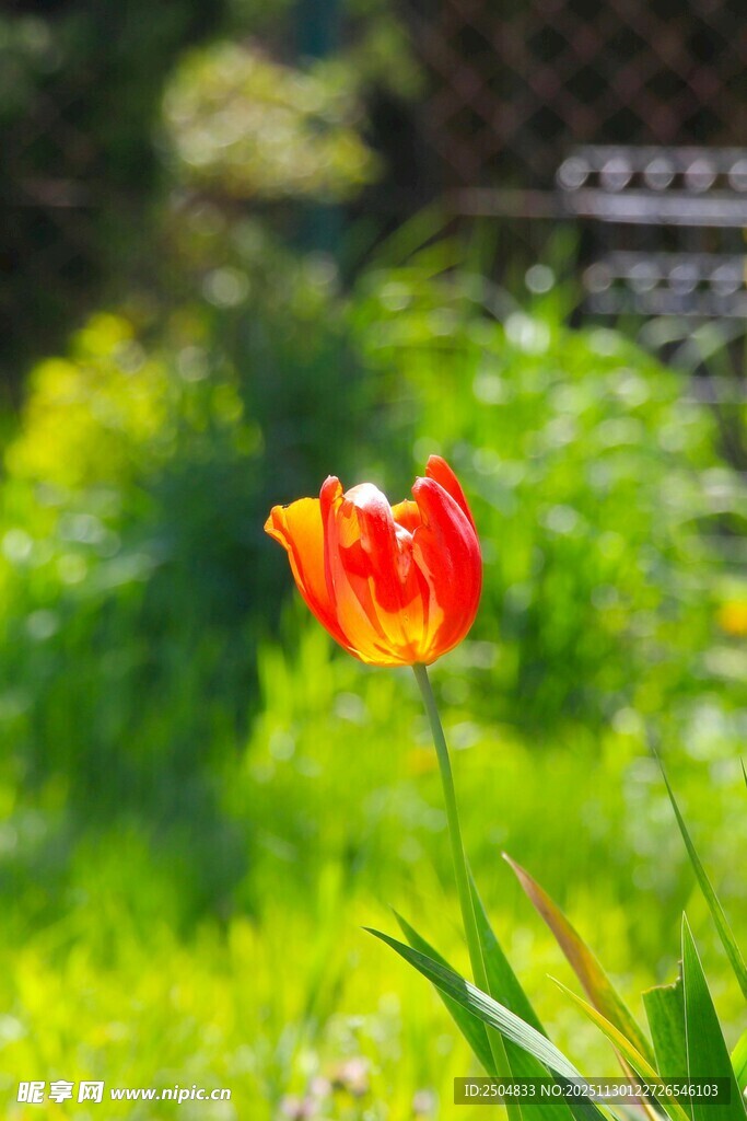 鲜艳绽放的红色郁金香