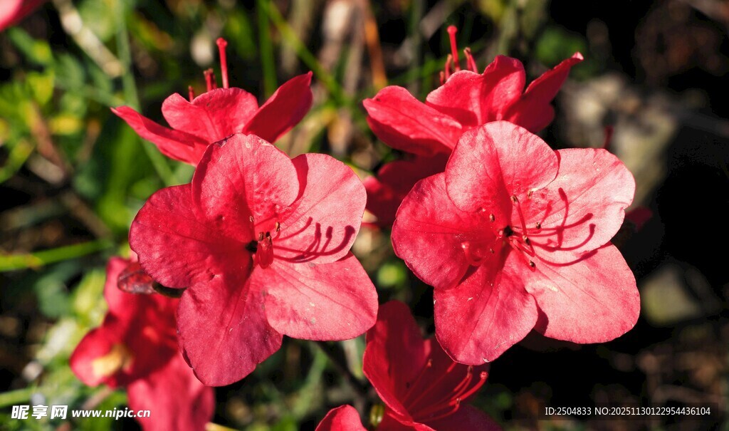 娇艳红杜鹃绽放