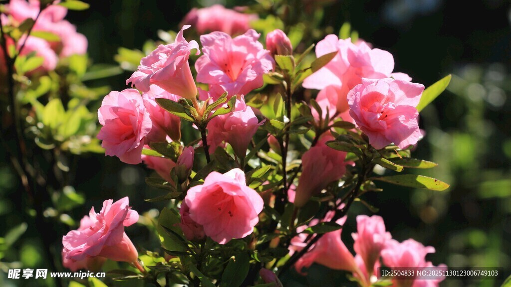 娇艳盛开的粉色花卉