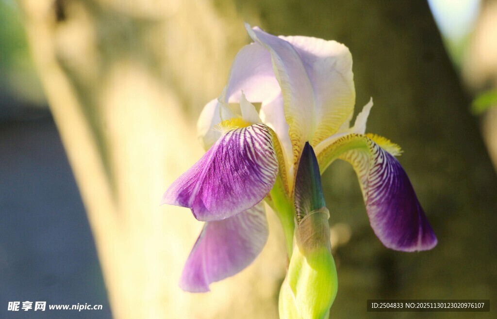 紫色鸢尾花特写