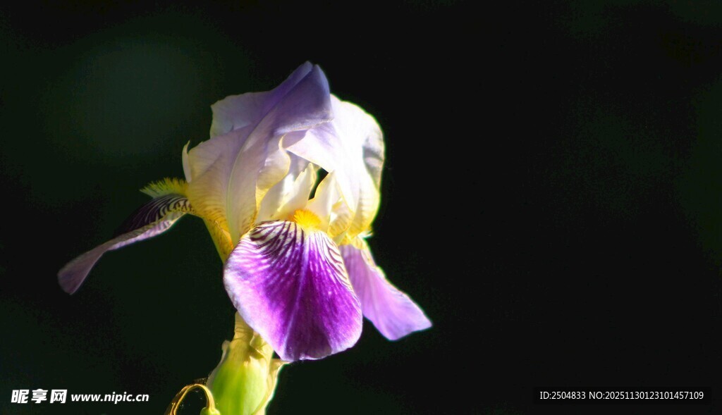 紫色鸢尾花特写