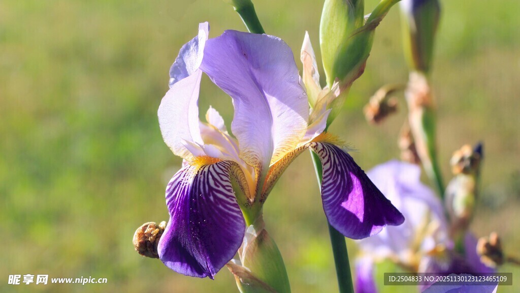 紫色鸢尾花上的蜜蜂