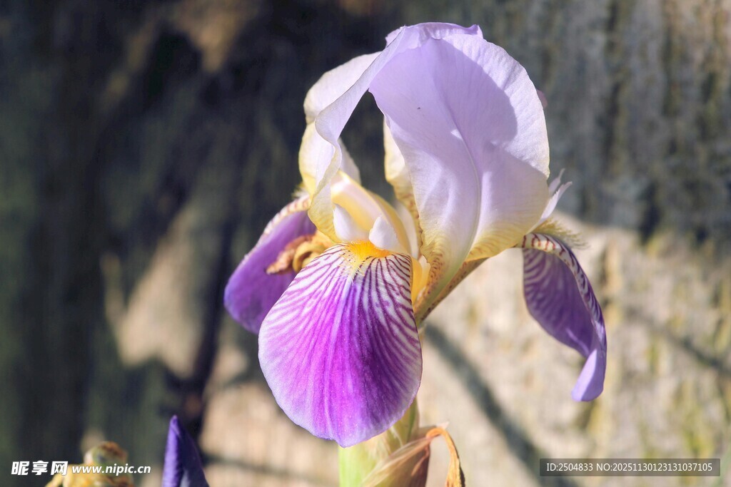 紫色鸢尾花特写