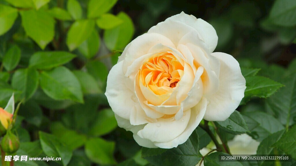 白色黄芯娇艳月季花