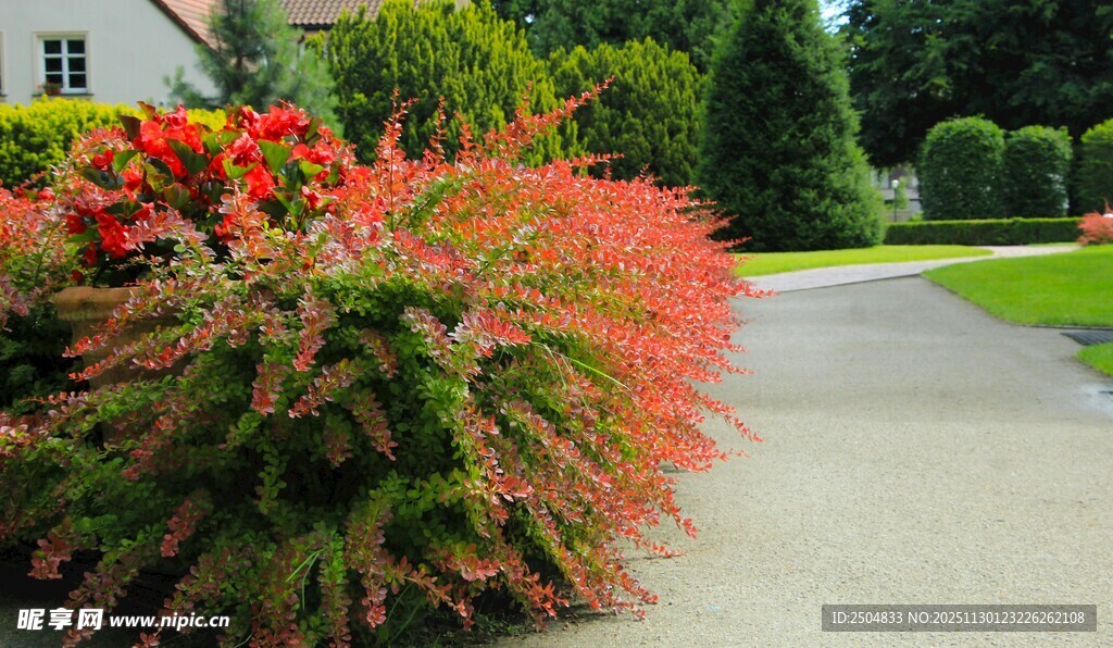 多彩植物装点的小径