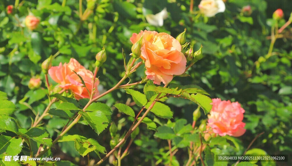 娇艳多姿的橙色月季花