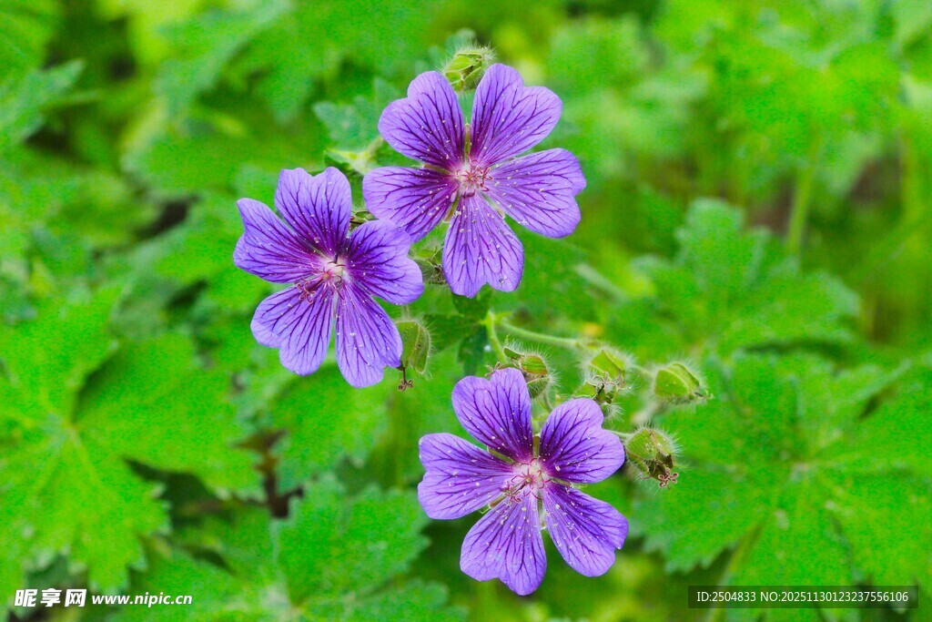 紫色小花绽放于绿叶间