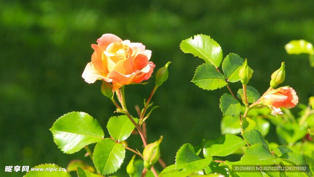 娇艳玫瑰绽放于绿叶间