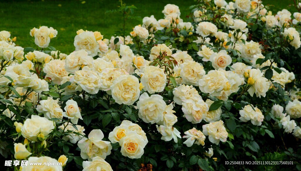 白色牡丹花丛绽放