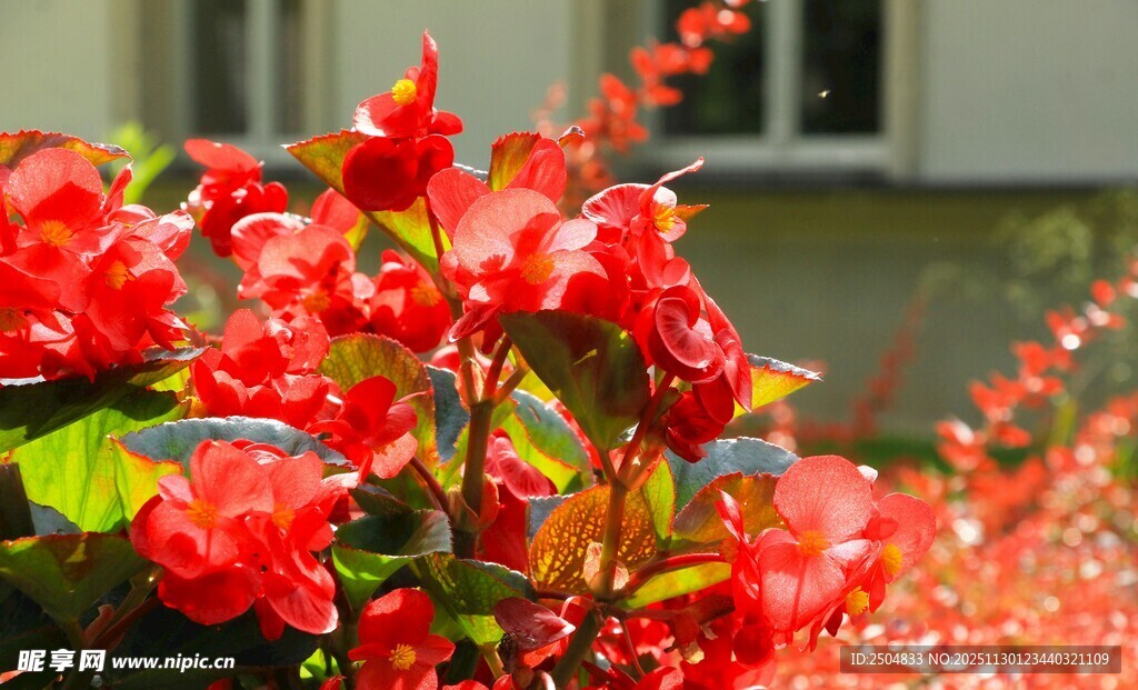 鲜艳红花朵绽放