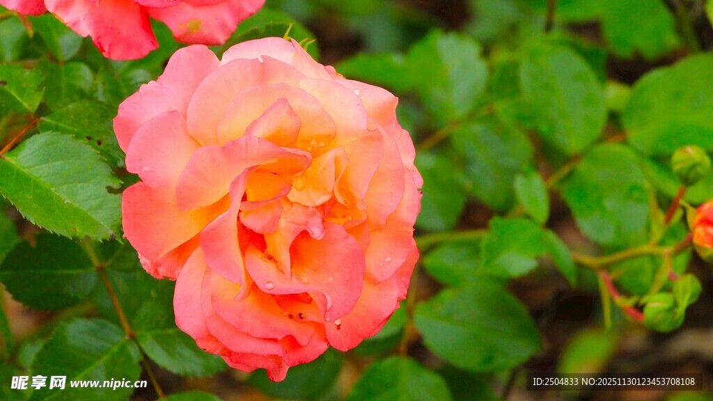 娇艳粉色玫瑰绽放