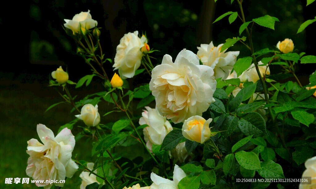 绽放的白色蔷薇花