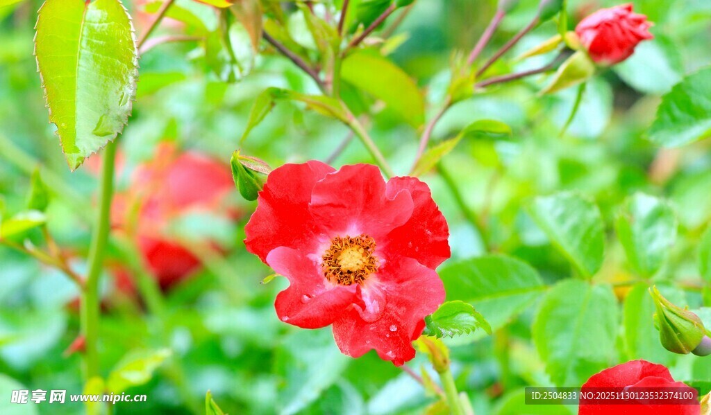 娇艳红蔷薇绽放绿意间