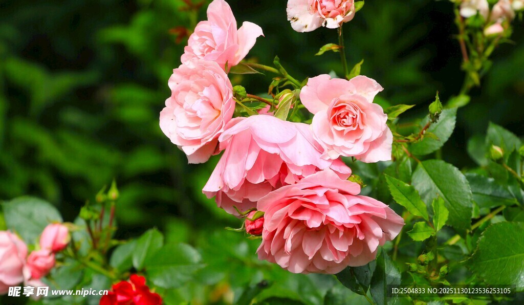 娇艳粉色月季花绽放