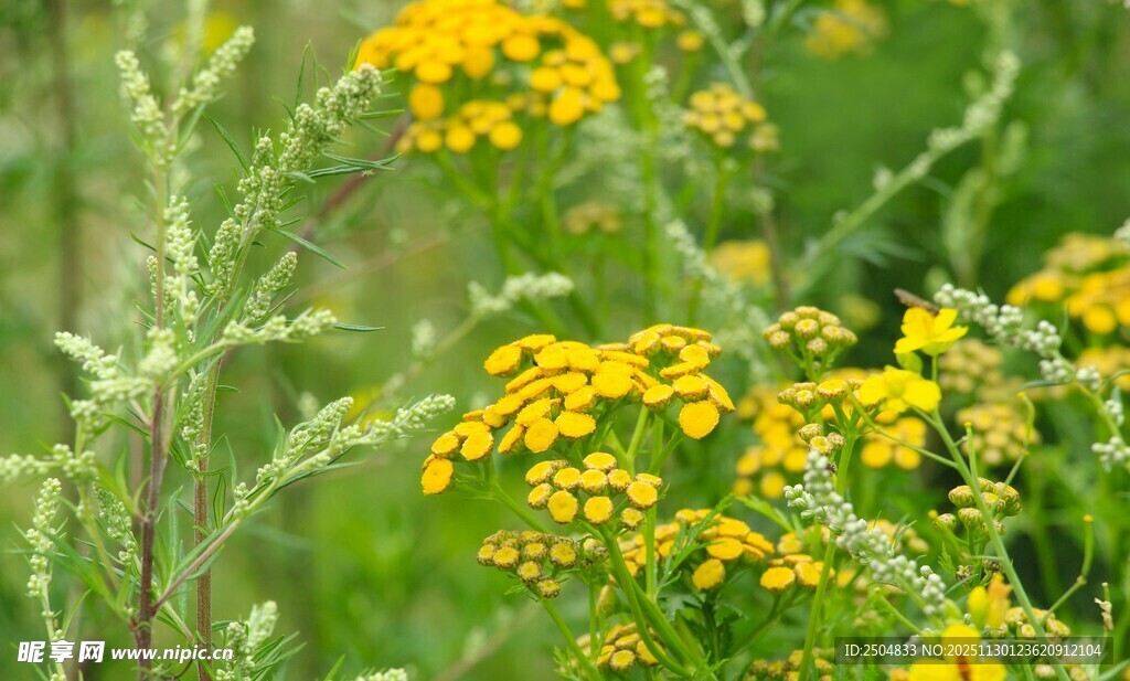 野外黄色小花绽放