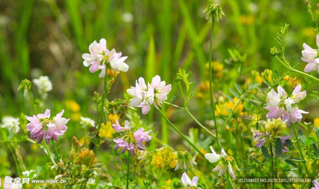野外缤纷小花绽放