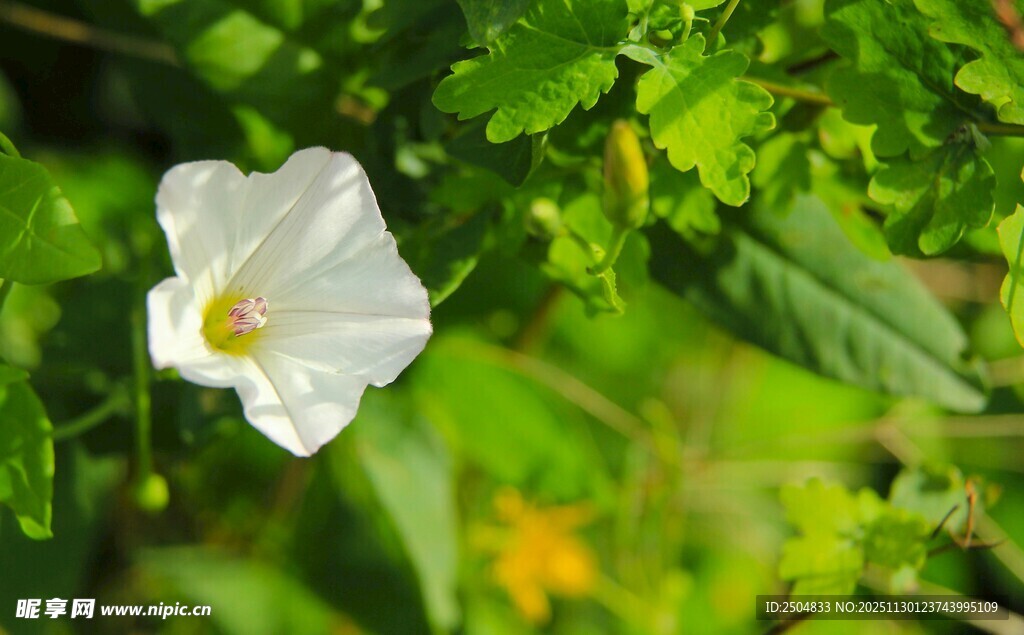 白色牵牛花绽于绿叶间