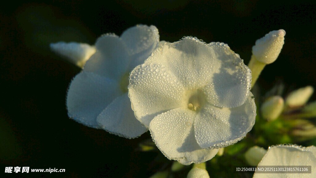 白色绽放的美丽牵牛花