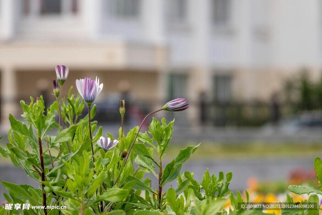 绽放的紫色小花与绿植