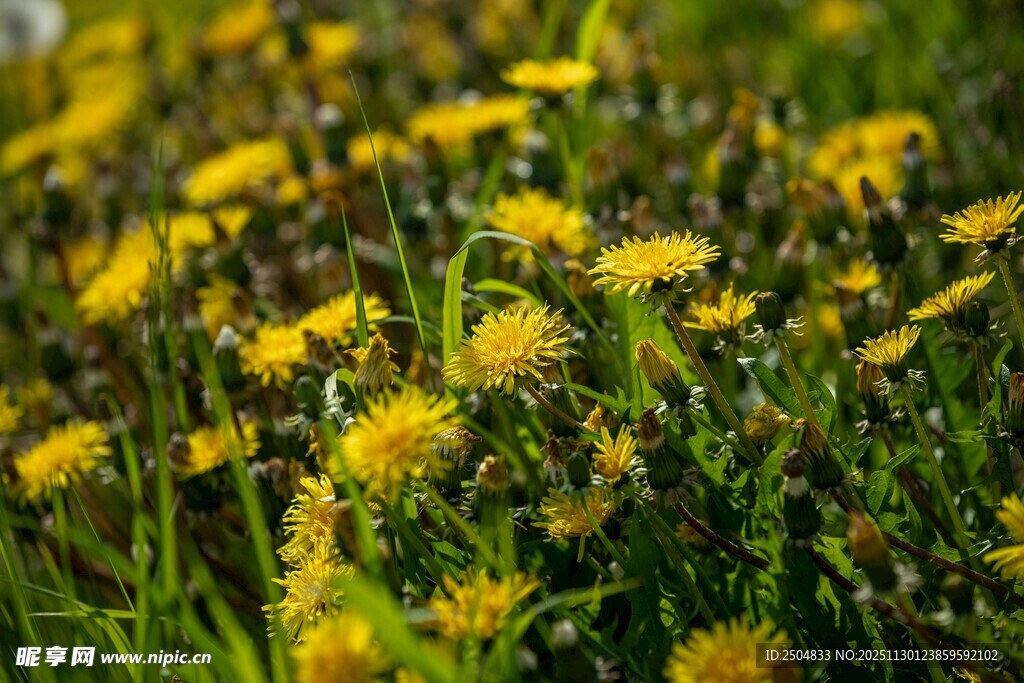春日蒲公英花海