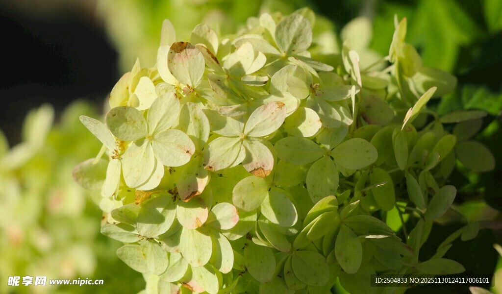 嫩绿绣球花特写