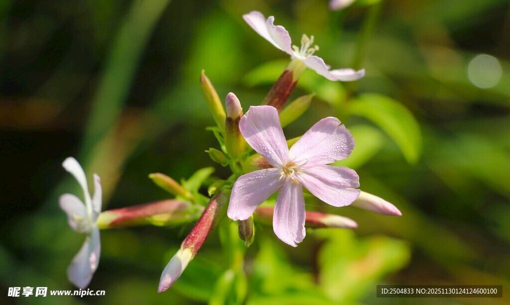 娇艳绽放的野外小花
