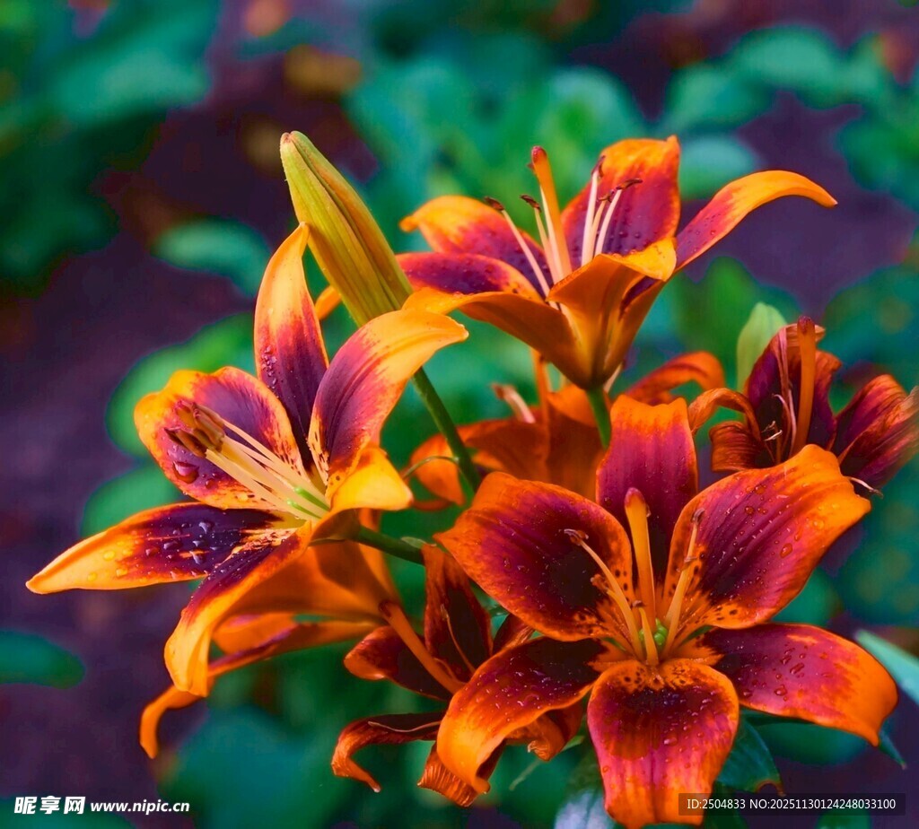 多彩百合花绽放