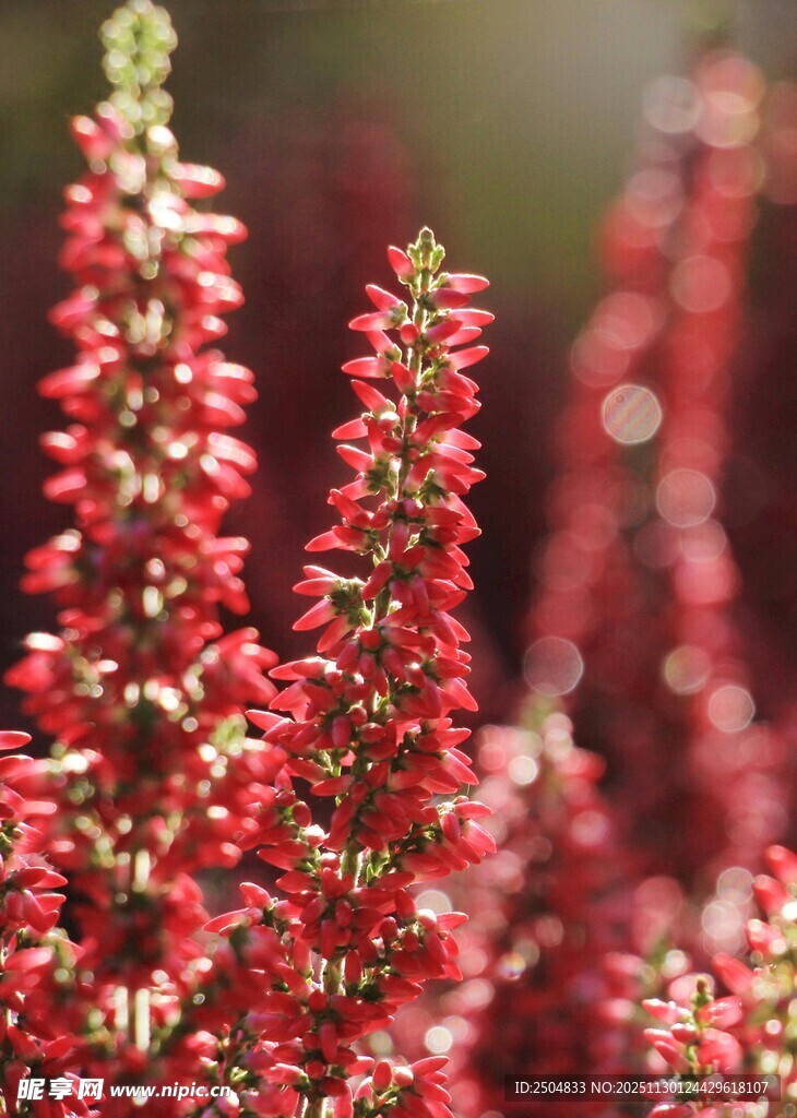 艳丽红穗状花卉特写