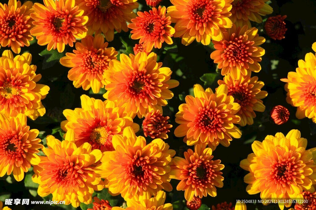 艳丽多彩的菊花绽放