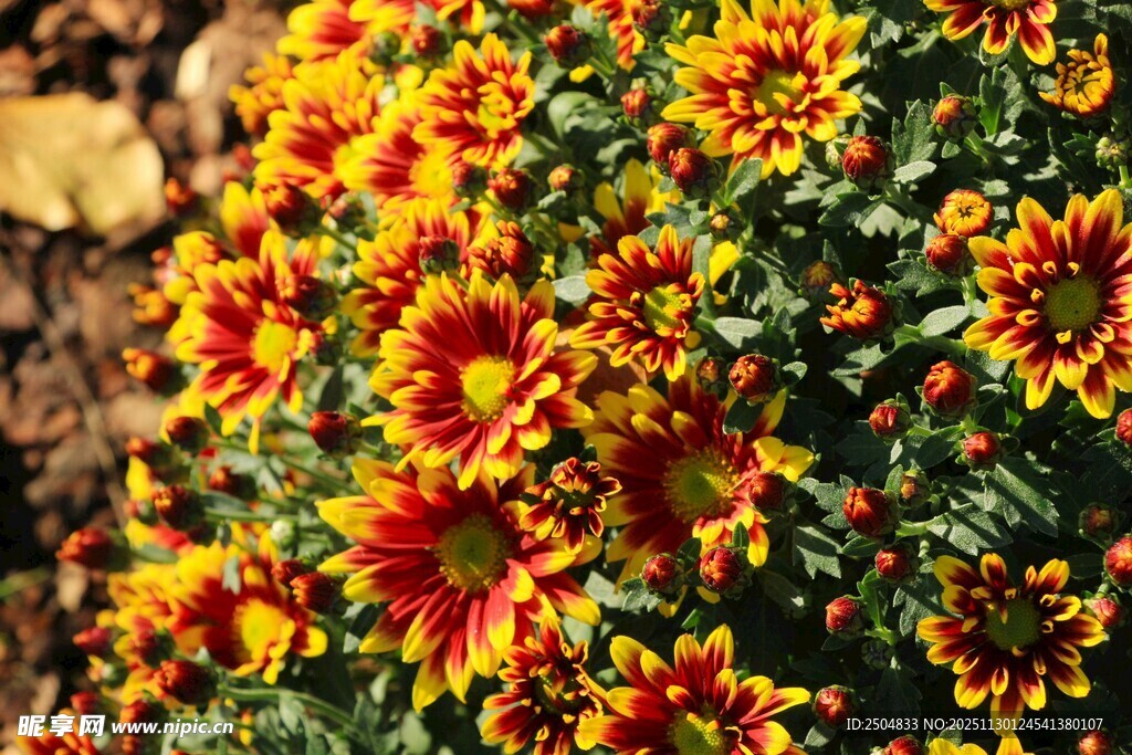 艳丽多彩的菊花绽放