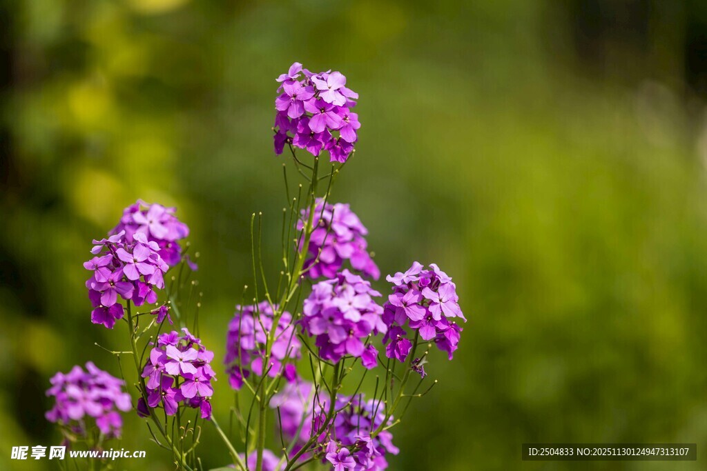 紫色小花绽放于绿野间