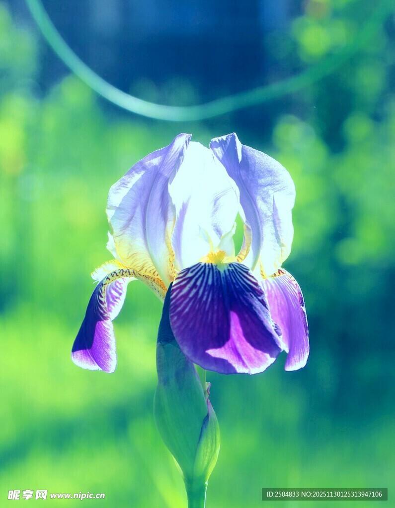 紫色鸢尾花特写